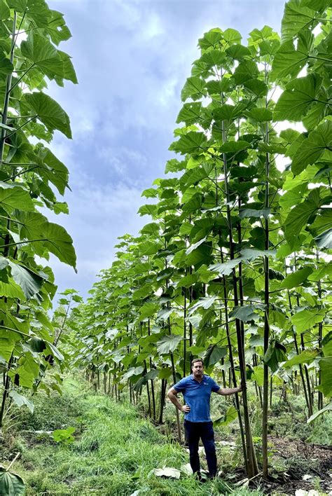 Unser neuer Kiribaum-Rekord: 7,5 Meter Zuwachs in nur 6 Monaten ...
