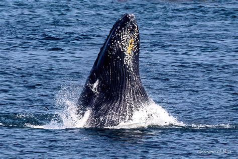 Endangered Whales