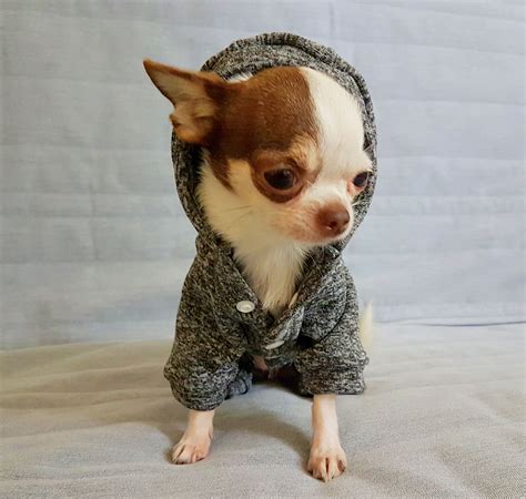 Funny Dog With Hoodie at Andre Mccann blog