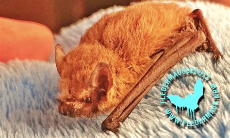 Fledermaus NRW Adventskalender 🦇🌲 18. Dezember – 2025 – fledermaus.nrw