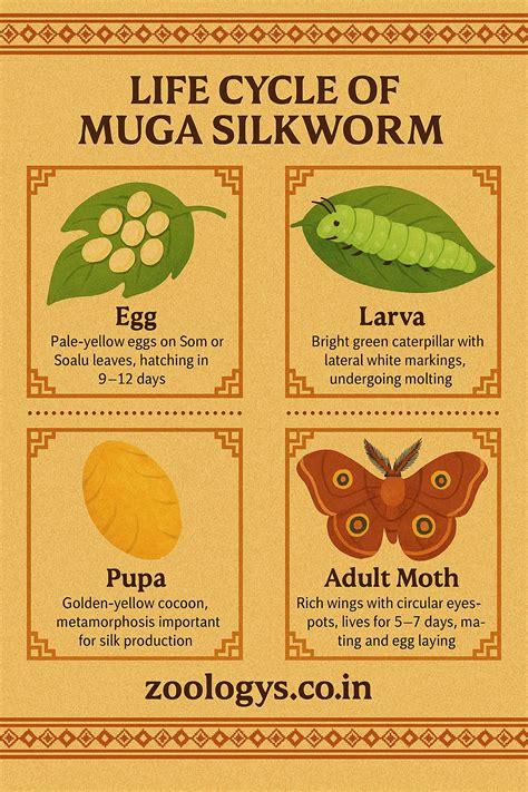 Life Cycle of Muga Silkworm (Antheraea assamensis)