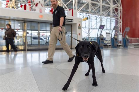 Argo the dog, a TSA calendar star, protects air travelers by sniffing ...