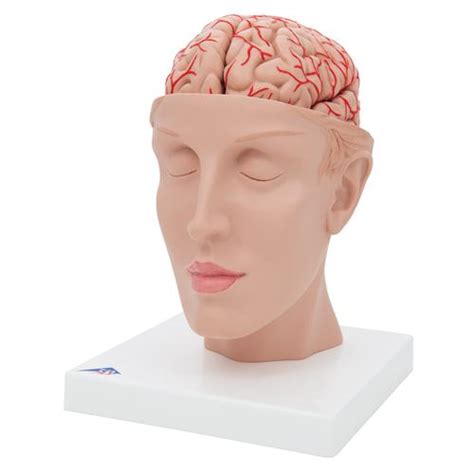 Anatomical Teaching Models | Plastic Human Brain Models | Brain with ...