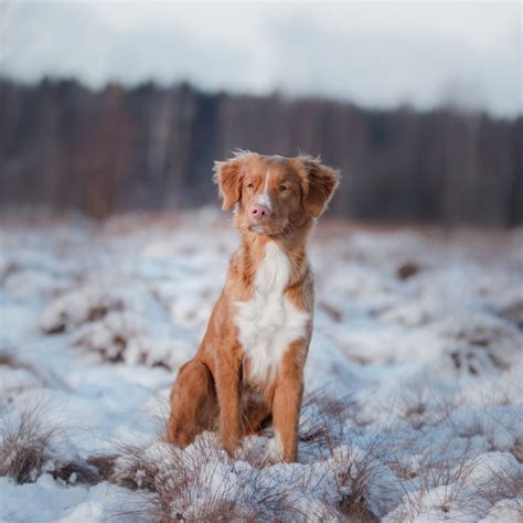 40 Medium-Sized Dog Breeds That Are the Perfect First Pet for Any ...