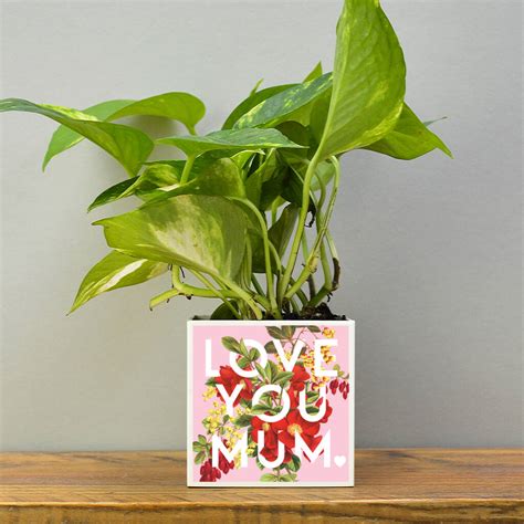 'Love You Mum' Mother's Day Plant Pot And Houseplant By Hands & Hearts