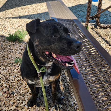 Melody – Grand Rivers Humane Society