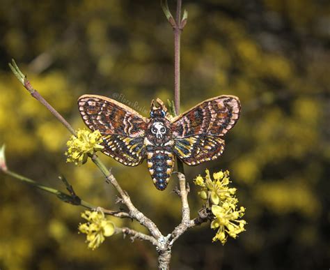 Death's-head hawkmoth that I created just from wood and with a bit of ...