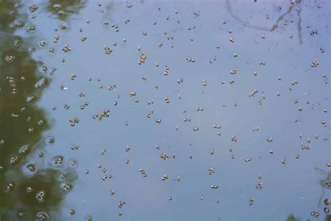 What Would Happen If Mosquitoes Went Extinct? - A-Z Animals