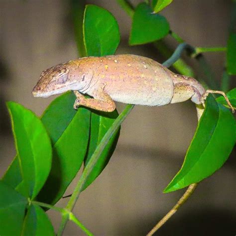 Anole Mating, Reproduction, Courting • The Wannabe Naturalist