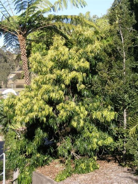 Podocarpus grayae - Cape York Pine | Royal Botanic Garden Sydney