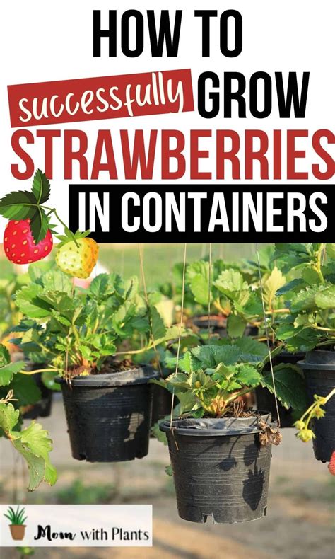 How to grow strawberries in pots | Strawberries in containers, Growing ...