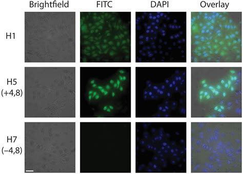 How Cargo Identity Alters the Uptake of Cell-Penetrating Peptide (CPP ...