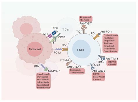 Vitamin D and Immune Checkpoint Inhibitors in Lung Cancer: A ...