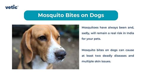Diseases Spread Through Mosquito Bites on Dogs