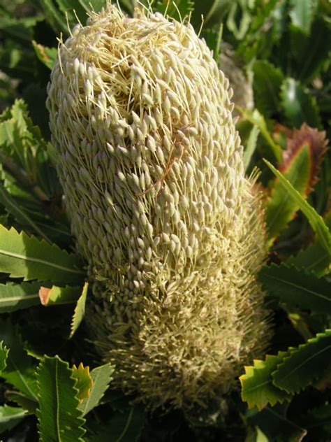 Banksia serrata - Old-man Banksia, Wiriyagan (Cadigal) | Australian ...