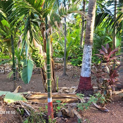 KETKI BEACH RESORT (Dapoli, Maharashtra) - Specialty Resort Reviews ...