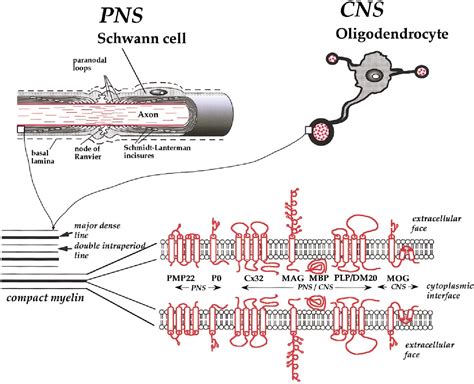 Oligodendrocytes Vs Schwann Cells