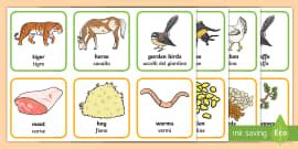 Animals and What They Eat Matching Cards