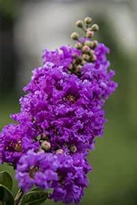 Lagerstroemia Furush Flower Plant (Violet) Kagoj Ful Live Healthy Plant ...