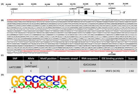 Effect of MACC1 Genetic Polymorphisms and Environmental Risk Factors in ...