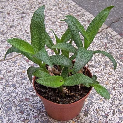 Buy Silver Squill, Ledebouria socialis - Plant online from Nurserylive ...