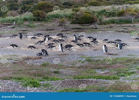 Penguins in Argentina. stock image. Image of animal - 112468901