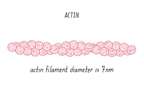 Image result for Actin Polymerization Process