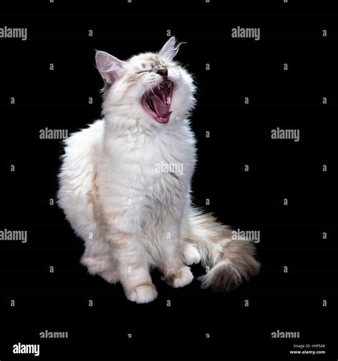 funny little blue-eyed white cat, isolated on black , yawns Stock Photo ...