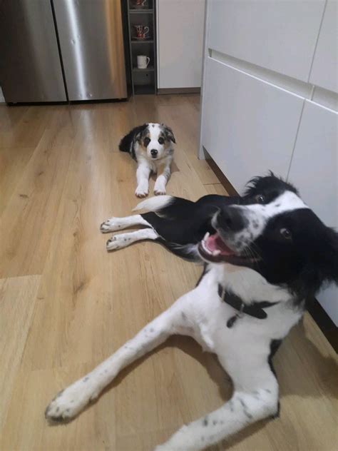 Lexi (@miss_lexi_hart) • Instagram photos and videos