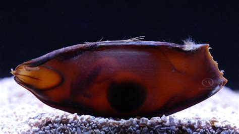 Shark Eggs Hatching
