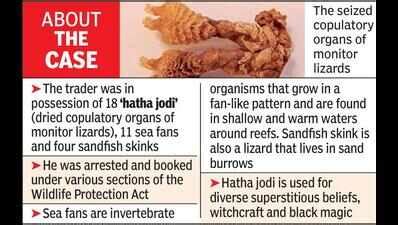 Nagpur: Ayurvedic medicine trader held with copulatory organs of ...