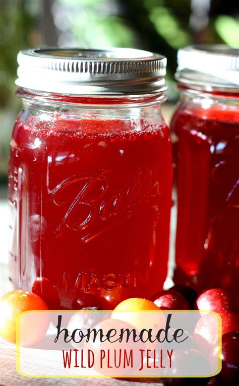 Sweet Surrender: A Cherokee Wild Plum Jelly Adventure