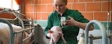 Einsatz von Antibiotika in der EU sinkt | agrarheute.com