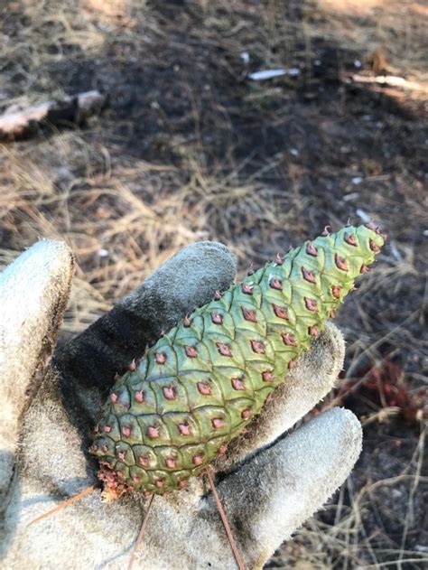 Ponderosa pine seed harvesting | Article | The United States Army