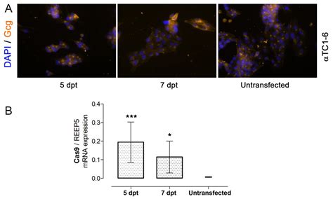 Nucleofection as an Efficient Method for Alpha TC1-6 Cell Line Transfection