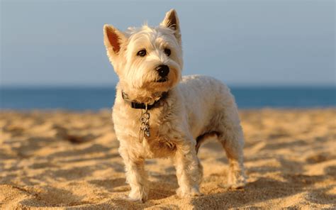 Strategy 的图像结果