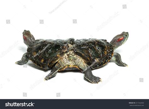 12,488 Mutations Animals Images, Stock Photos & Vectors | Shutterstock