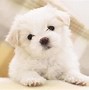 Image result for 3D Puppy Wallpaper