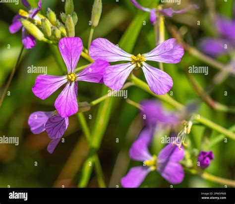Close up of a blooming flower from a Wild Radish (Raphanus sativus ...