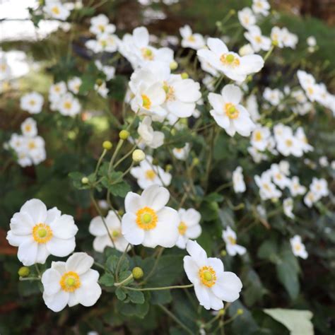 White Anemone Plant