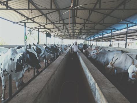 Swarnabhoomi Goushala Trust