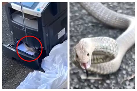 Inland Taipan Bite Wound