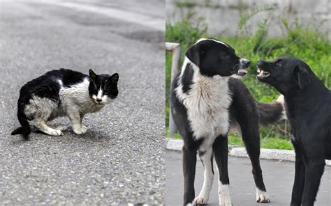 Why Street Dogs Kill Cats at Martha Holt blog