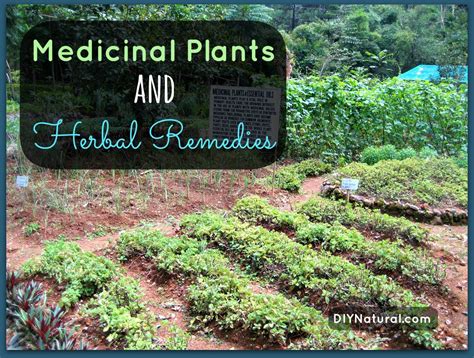 Plants for Medicine 的图像结果