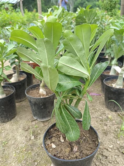 Adenium Purple Plant (Grafted) | Best Price in 2024 at Plantparadise