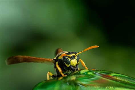 What Plant Repels Wasps - PlantopiaHub - Your Ultimate Destination for ...