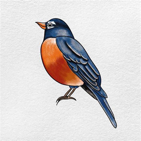 American Robin Drawing