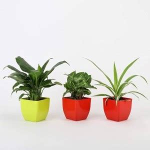 Infinite Green Spider Plant Price in India - Buy Infinite Green Spider ...