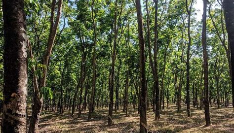 Netravali Wildlife Sanctuary Is A Goa’s Must See Gem In 2026