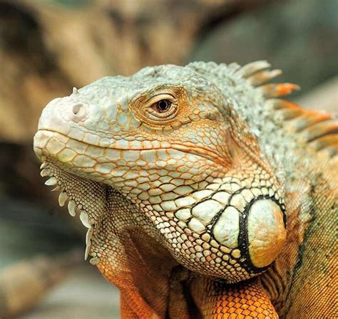 Image result for Ball Python vs Tiger